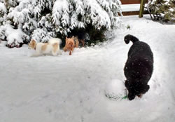 Dogs Playing in Snow - Rusty Horse Dog Boarding, Enumclaw WA