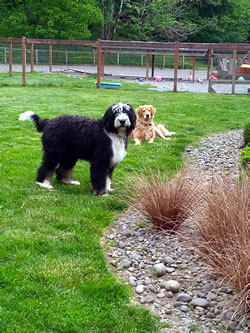 Dogs of All Sizes - Enumclaw Dog Boarding