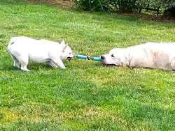 Dogs Tug of War - Enumclaw Dog Boarding